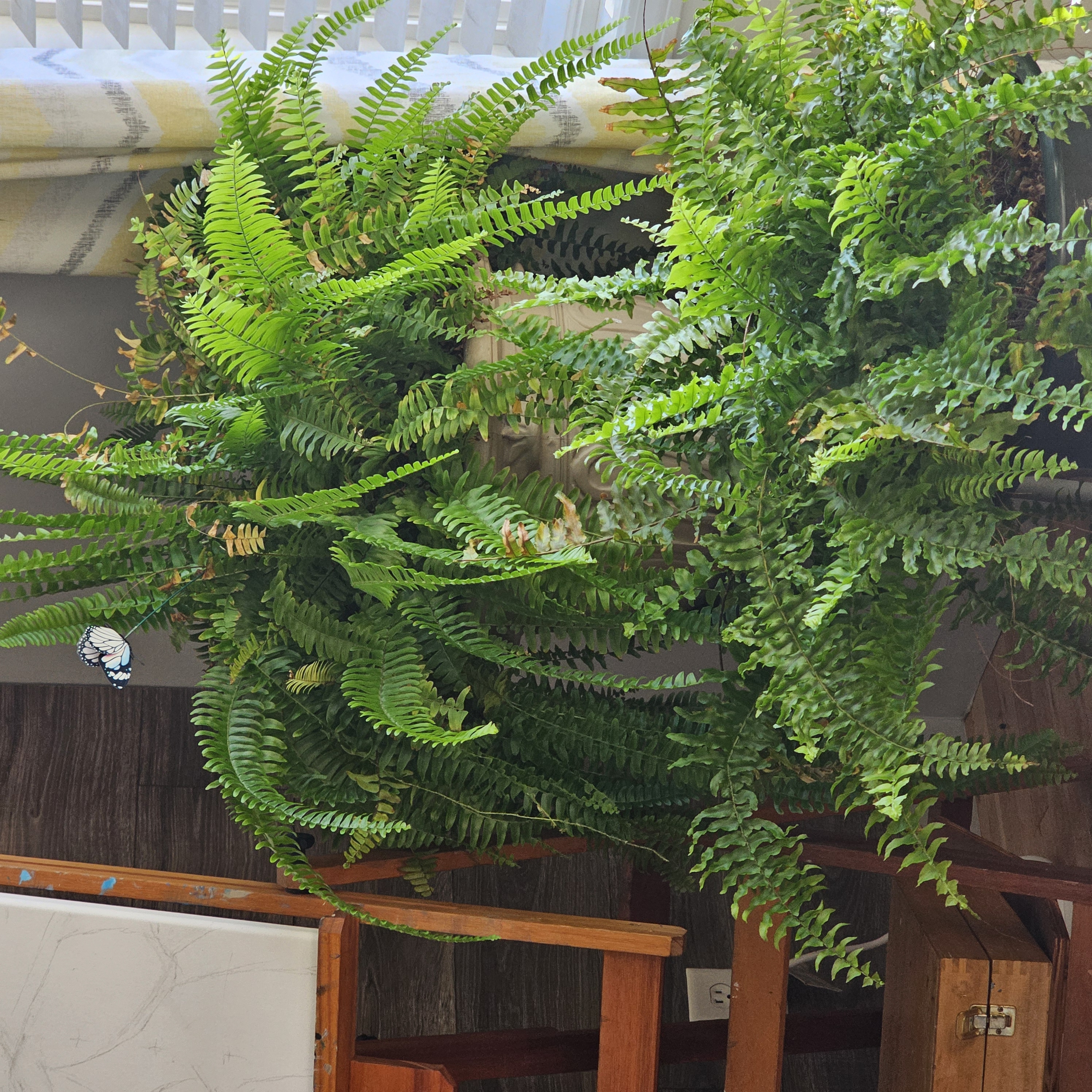 Boston Fern