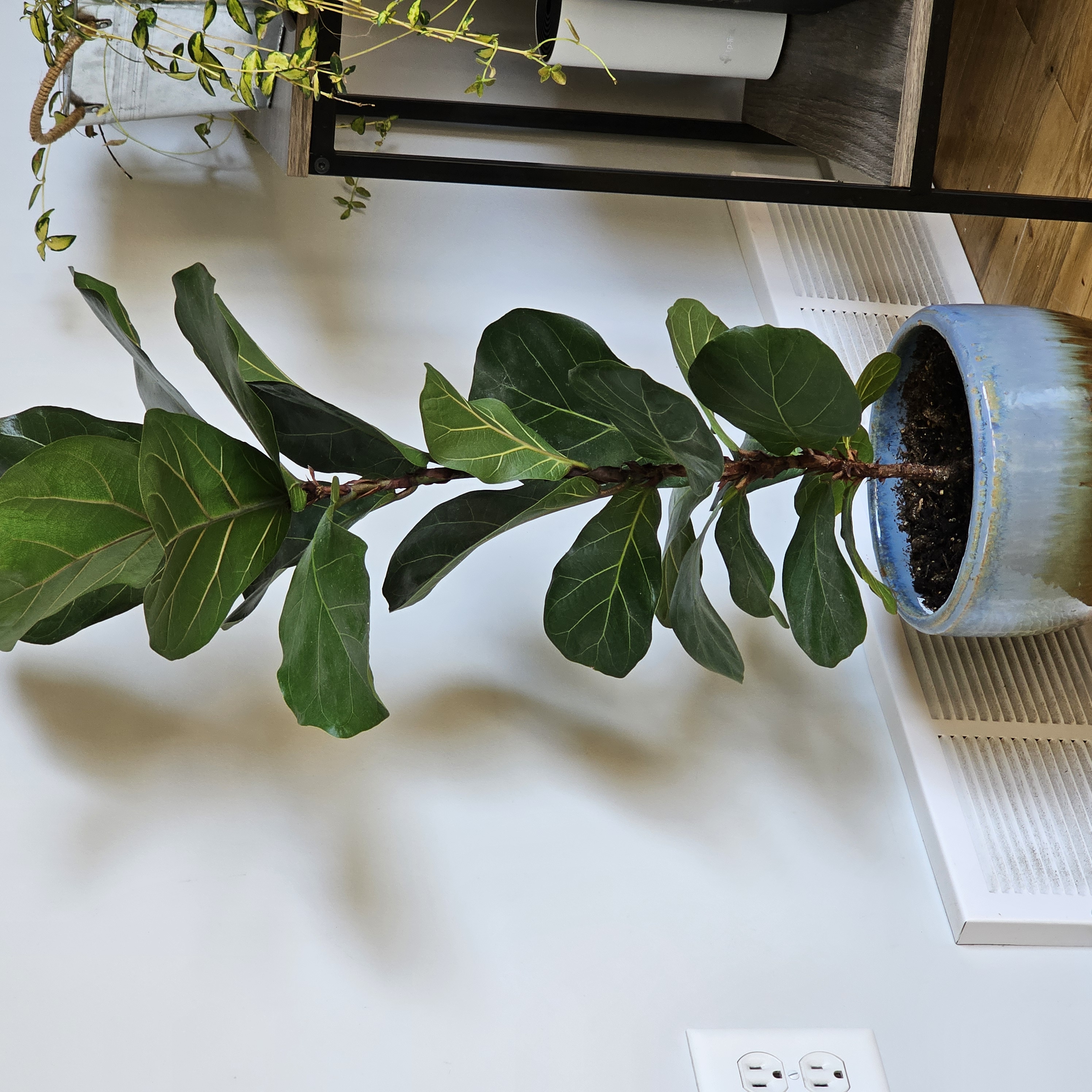 Fiddle Leaf Fig