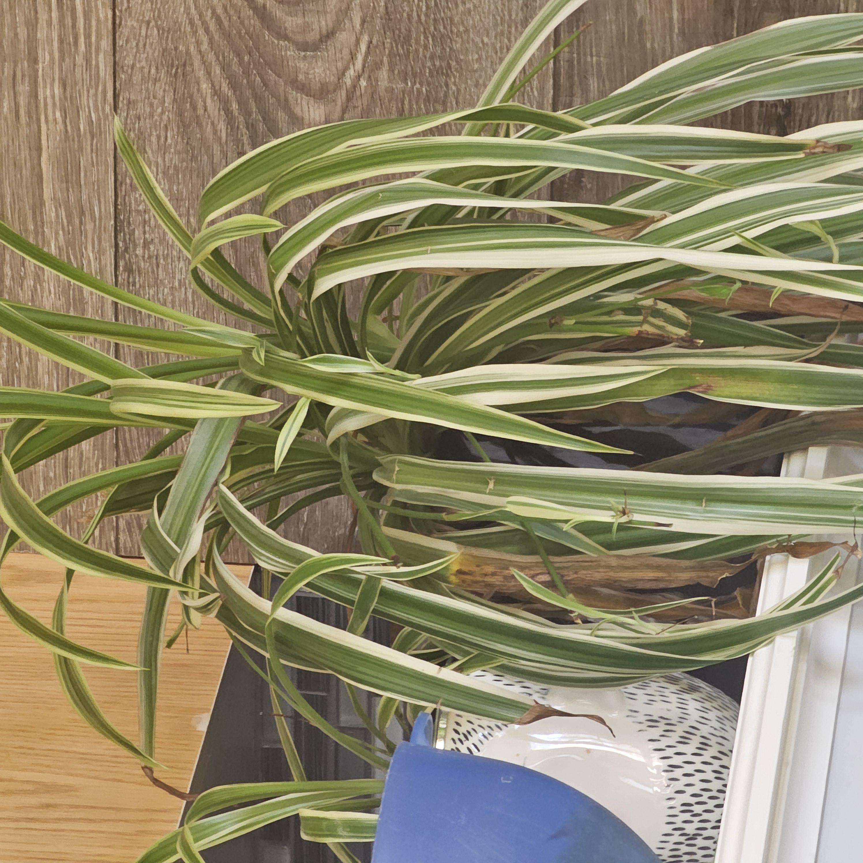 Spider Plant